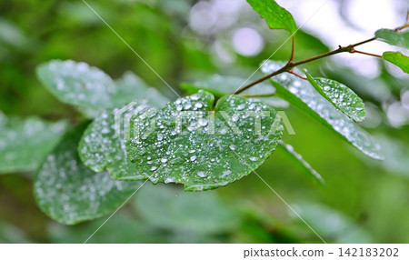 Karikomi Lake, Kirikomi Lake, hiking trail, relaxation, close-up of leaves covered in raindrops and dew. Karikomi Lake, Kirikomi Lake, hiking trail, relaxation, close-up of leaves covered in raindrops and dew. 142183202