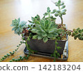 Planting succulent plants Planting succulent plants 142183204