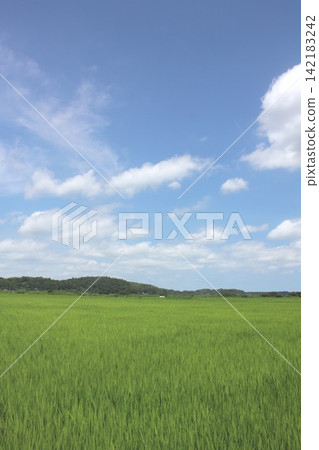 In the middle of summer, in Senzaki, Sakura City, Chiba Prefecture, the rice paddies are a beautiful green, bathed in sunlight. 142183242
