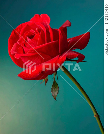 a rose of a red flower isolated in a gradient background a rose of a red flower isolated in a gradient background 142183410