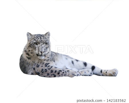 snow leopard Isolated on white background snow leopard Isolated on white background 142183562
