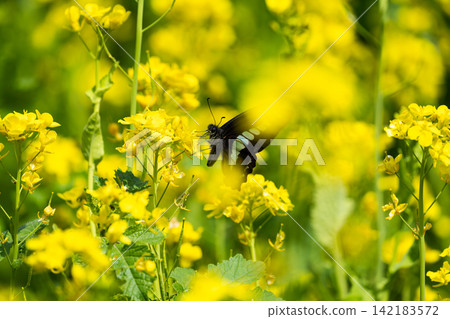 Rape blossoms Farm Spring image Rape blossoms Farm Spring image 142183572