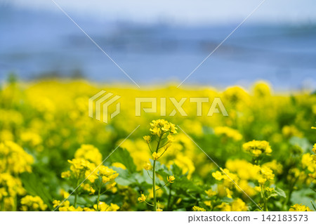 強姦花農場春天圖像 強姦花農場春天圖像 142183573