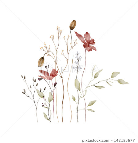 Watercolor Autumn Botanical Bouquet. Red Maple Leaves, Seed Pods, Dried Grasses and Eucalyptus on White Background. Hand-painted illustrations. Asymmetrical composition with varying stem heights Watercolor Autumn Botanical Bouquet. Red Maple Leaves, Seed Pods, Dried Grasses and Eucalyptus on White Background. Hand-painted illustrations. Asymmetrical composition with varying stem heights 142183677