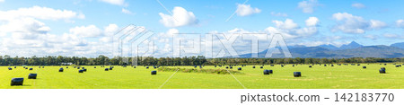 A scene of rolled silage lying in the fields around Nakashibetsu under a clear blue sky. A scene of rolled silage lying in the fields around Nakashibetsu under a clear blue sky. 142183770