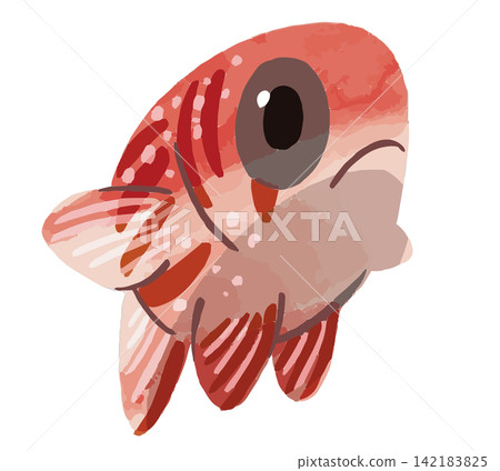 彩虹惠比壽魚插圖 | 一種美麗的海水魚、熱帶魚和珊瑚礁魚，身上有紅色和白色的斑紋。 142183825