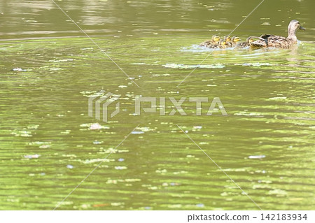 Parent and child swimming in the water surface Parent and child swimming in the water surface 142183934