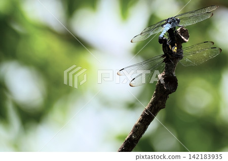兩隻蜻蜓將翅膀停在樹枝頂端。 兩隻蜻蜓將翅膀停在樹枝頂端。 142183935