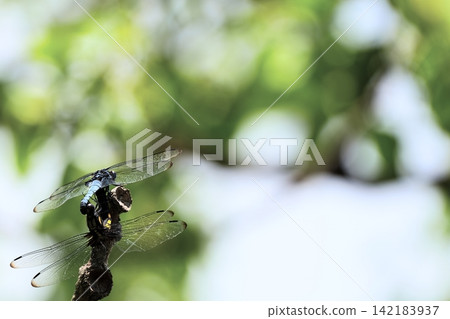 兩隻蜻蜓棲息在透過樹梢灑下的斑駁陽光。 兩隻蜻蜓棲息在透過樹梢灑下的斑駁陽光。 142183937