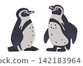 A set of illustrations of two Humboldt penguins - stylish vector graphics. 142183964