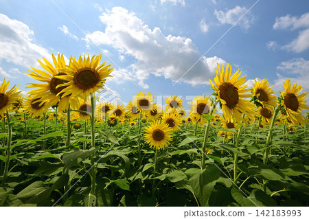 向日葵和夏天的天空 向日葵和夏天的天空 142183993