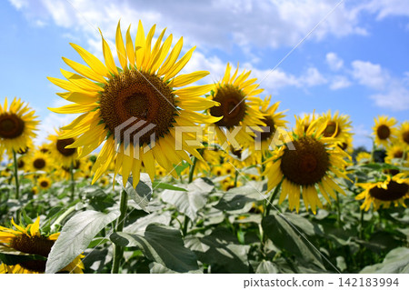 Sunflower and summer sky Sunflower and summer sky 142183994