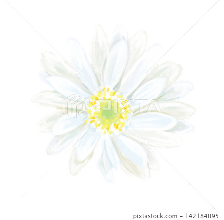 白色非洲菊插圖 白色非洲菊插圖 142184095