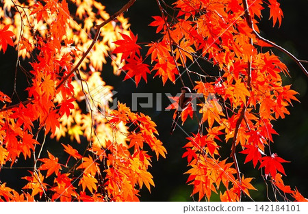 Long-tailed tit in autumn leaves Long-tailed tit in autumn leaves 142184101