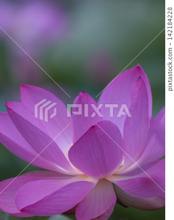 一朵美麗的蓮花 142184228