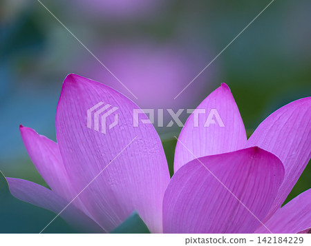 Gentle lotus flower Gentle lotus flower 142184229