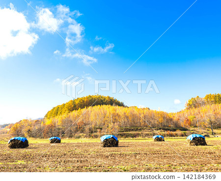 A landscape reminiscent of traditional farming methods can be seen in the fields of Hokkaido under a clear blue sky in autumn. A landscape reminiscent of traditional farming methods can be seen in the fields of Hokkaido under a clear blue sky in autumn. 142184369