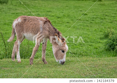 Young donkey in a clearing Young donkey in a clearing 142184379