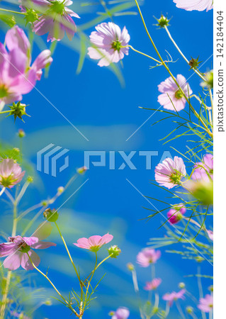 【秋景】波斯菊與藍天【長野縣】 【秋景】波斯菊與藍天【長野縣】 142184404