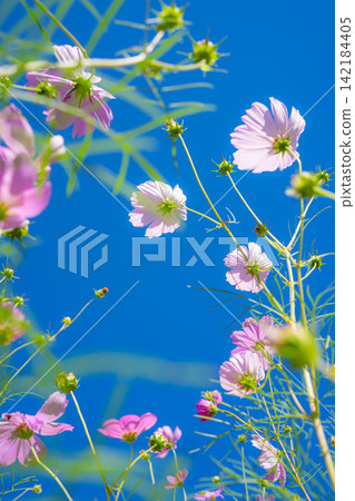[Autumn Scenery] Cosmos flowers and blue sky [Nagano Prefecture] 142184405