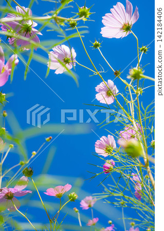 【秋景】波斯菊與藍天【長野縣】 【秋景】波斯菊與藍天【長野縣】 142184406