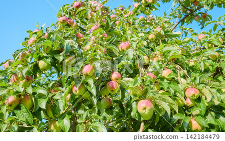 Apple tree with ripening apples on a sunny summer day. Apple tree with ripening apples on a sunny summer day. 142184479