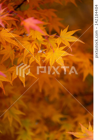 [Autumn foliage material] Autumn leaves at Momiji Lake in Minowa Town [Nagano Prefecture] 142184484