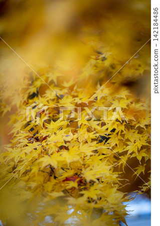 [Autumn foliage material] Autumn leaves at Momiji Lake in Minowa Town [Nagano Prefecture] 142184486