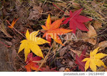 [Autumn foliage material] Autumn leaves at Momiji Lake in Minowa Town [Nagano Prefecture] 142184497