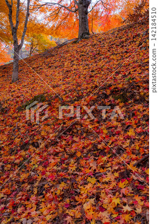 [Autumn foliage material] Autumn leaves at Momiji Lake in Minowa Town [Nagano Prefecture] 142184510