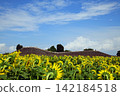Sunflowers in the Haniwa Village of Kamitsukeno 142184518