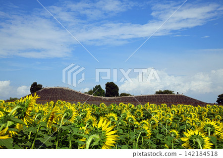 Sunflowers in the Haniwa Village of Kamitsukeno Sunflowers in the Haniwa Village of Kamitsukeno 142184518