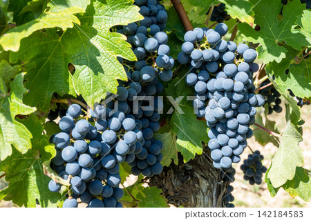 Bunche of black wine grapes in sunny weather on the vineyard. Summer harvest for nature background. Bunche of black wine grapes in sunny weather on the vineyard. Summer harvest for nature background. 142184583