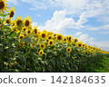 Sunflowers in the Haniwa Village of Kamitsukeno 142184635