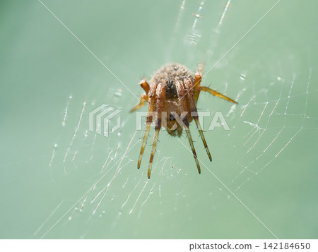 A spider spins a web and waits for prey A spider spins a web and waits for prey 142184650