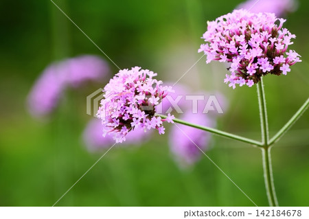 Three-foot verbena floating in a soft bokeh Three-foot verbena floating in a soft bokeh 142184678