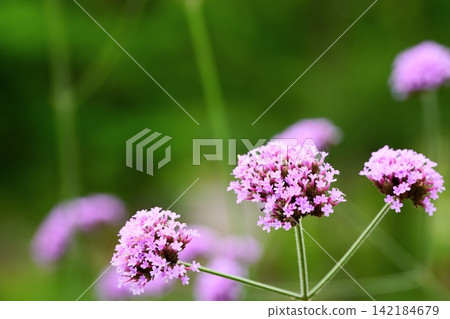 Verbena '3ft' stands out against the green background. Verbena '3ft' stands out against the green background. 142184679