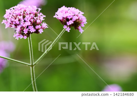 Three-foot verbena and green copy space Three-foot verbena and green copy space 142184680