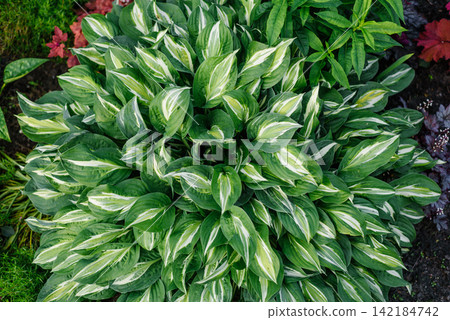 Lush Striptease Hosta Bush with Variegated Green Leaves in Summer Garden Lush Striptease Hosta Bush with Variegated Green Leaves in Summer Garden 142184742