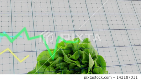 Resting head of green lettuce on white grid surface, showing droplets and green and yellow lines 142187011