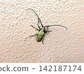 Pest: Longhorn beetle 142187174