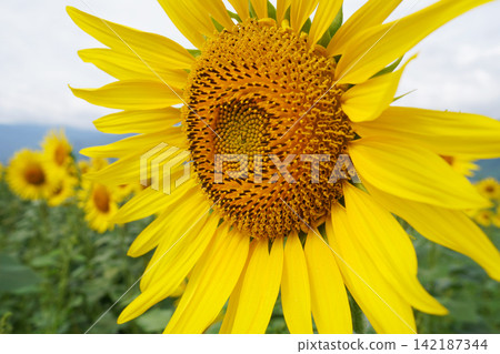 A close-up of beautifully blooming sunflowers in full bloom in the middle of summer. A close-up of beautifully blooming sunflowers in full bloom in the middle of summer. 142187344
