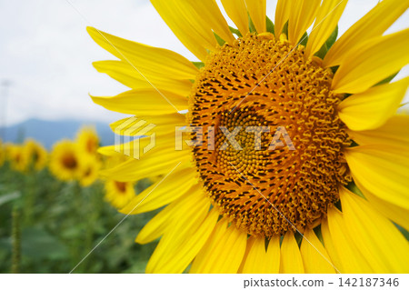 盛夏時節,盛開的向日葵近景特寫。 盛夏時節,盛開的向日葵近景特寫。 142187346