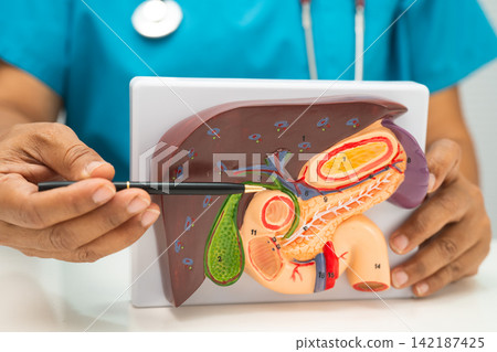 Liver with gallbladder, pancreas spleen and duodenum, Asian doctor holding human anatomy model for study diagnosis and treatment in hospital. Liver with gallbladder, pancreas spleen and duodenum, Asian doctor holding human anatomy model for study diagnosis and treatment in hospital. 142187425