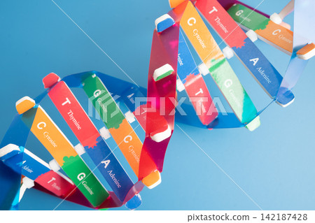 DNA or Deoxyribonucleic acid i double helix chains structure formed. 142187428