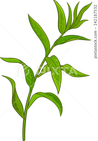Lemon Verbena Branch Colored Detailed Illustration Lemon Verbena Branch Colored Detailed Illustration 142187532