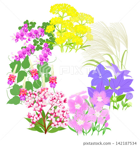 Illustration of the seven autumn flowers Illustration of the seven autumn flowers 142187534