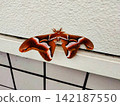 Ailanthus moth 142187550