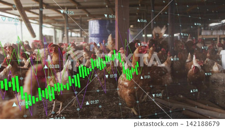 Moving brown laying hens pecking litter floor inside poultry barn, showing green bars and blue drum Moving brown laying hens pecking litter floor inside poultry barn, showing green bars and blue drum 142188679