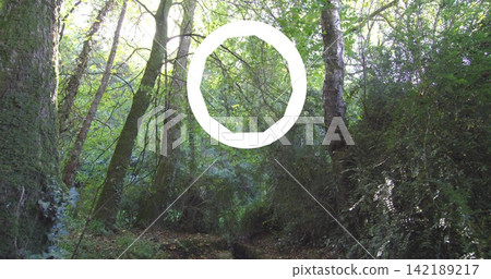 Highlighting white ring contrasting with leafy canopy at woodland trail, with mossy trunks Highlighting white ring contrasting with leafy canopy at woodland trail, with mossy trunks 142189217